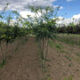 Valse Christusboom (Gleditsia triacanthos 'Inermis') Meerstammig
